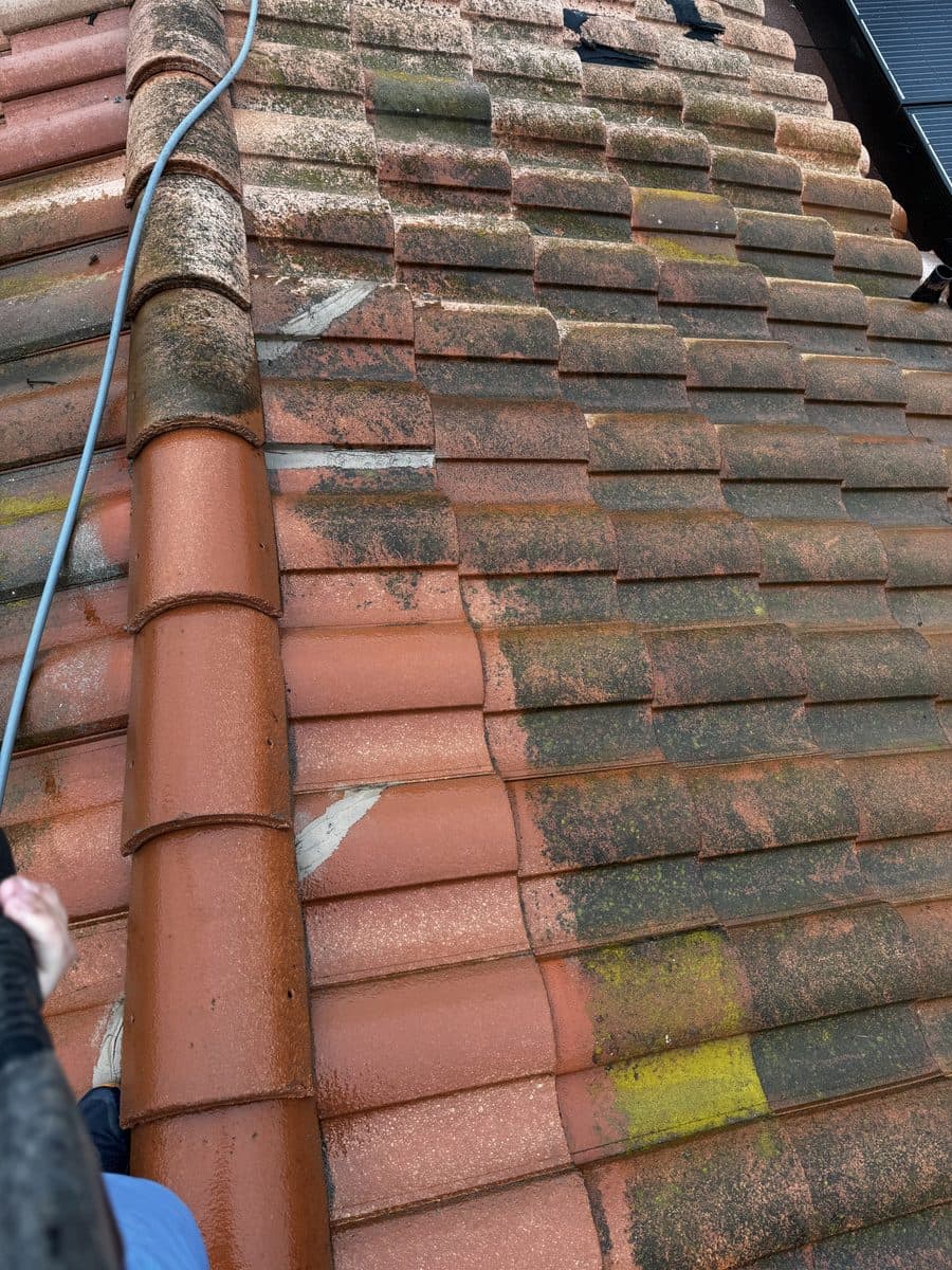 Clay tile roof mid soft-wash showing a clean stripe next to heavy moss and algae