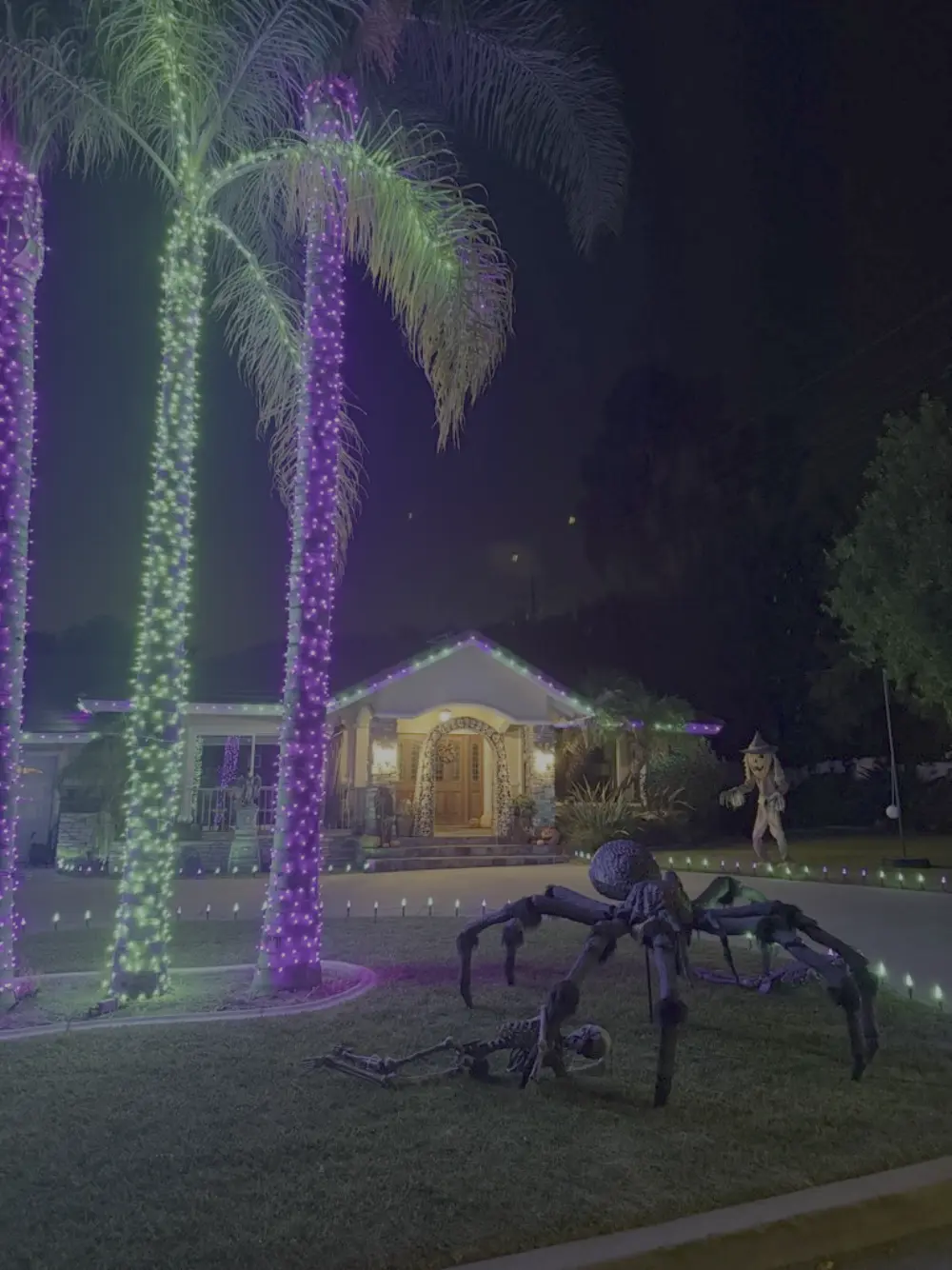 Palm trees wrapped in purple and green Halloween lights with a giant spider on the lawn