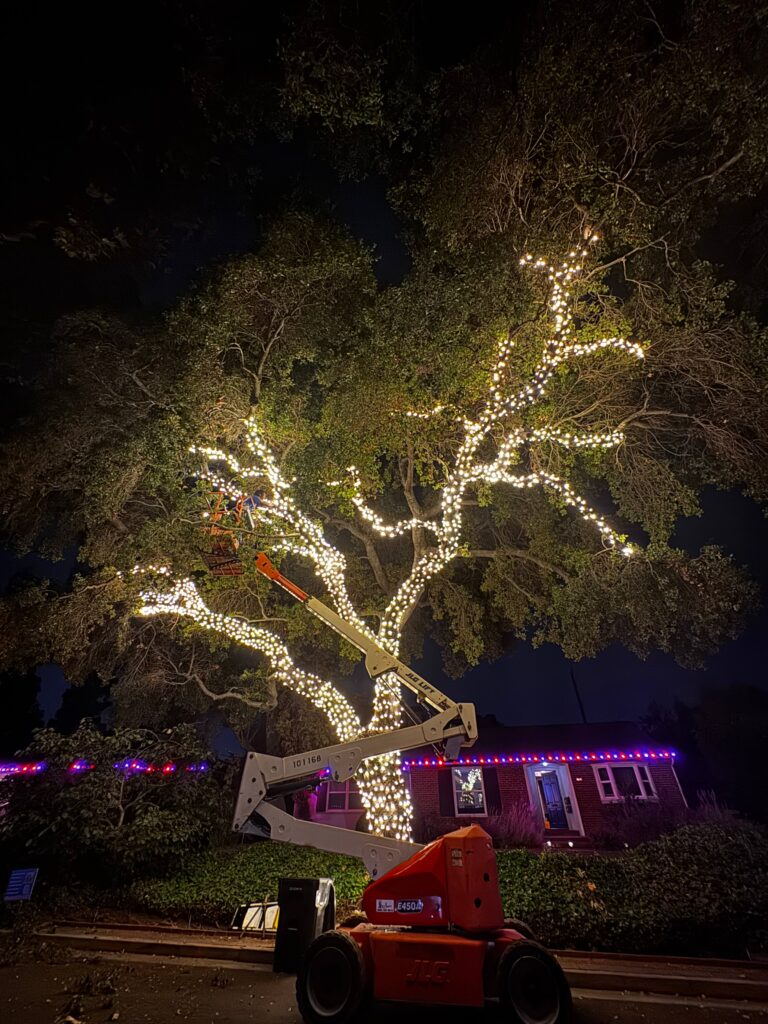 IMG 2466